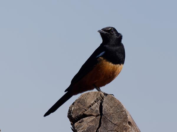 <h3>Thamnolaea cinnamomeiventris / Mocking cliff chat / Roodbuikkliftapuit</h3>OM-1 Mark II with OLYMPUS M.150-400mm F4.5, 1/2000 sec at F4.5, ISO 250, distance 7.57 m